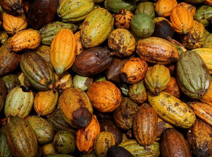 コートジボワールの降雨がココア栽培に寄与