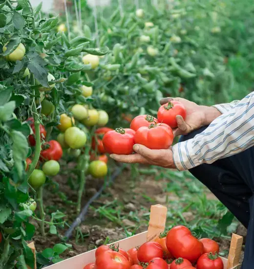 Flamingo Estateの成功とRichard Christiansenの挑戦